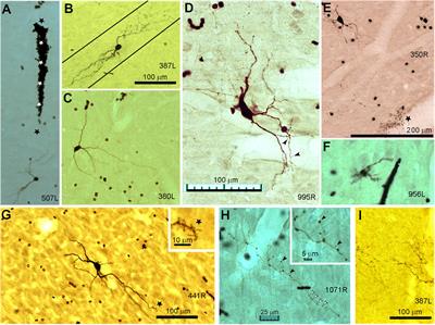 Juxtacellular Labeling of Stellate, Disk and Basket Neurons in the Central Nucleus of the Guinea Pig Inferior Colliculus